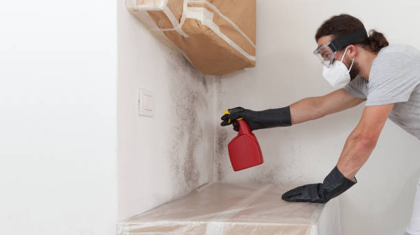 Professional Black Mold Remediation technician working in East Walpole, MA