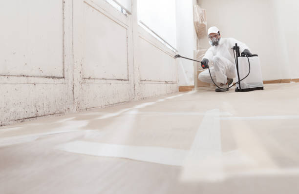 24/7 Emergency Black Mold Remediation experts in East Walpole, MA