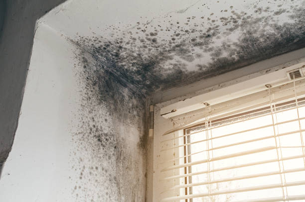 Affordable Black Mold Remediation solutions in East Walpole, MA