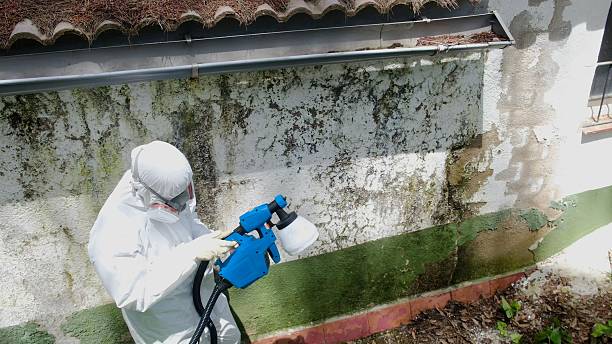 Top rated local Black Mold Remediation specialists in East Walpole, MA